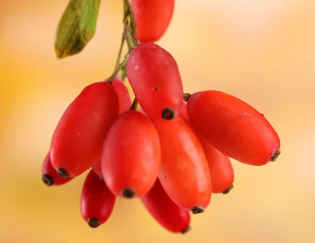 berberine